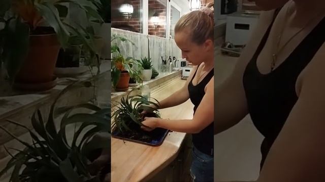 Комнатный ананас. Рассаживаю деток. смотреть онлайн