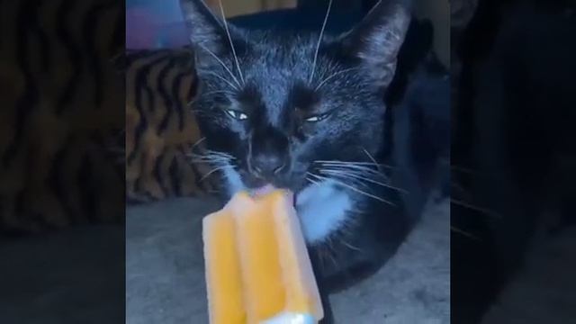 VID-20250430-WA0007.mp4