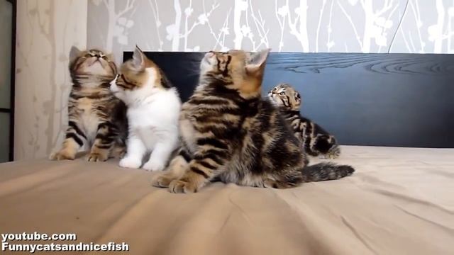 Котэ Приколы с котами Хор из пушистых котят! смотреть онлайн