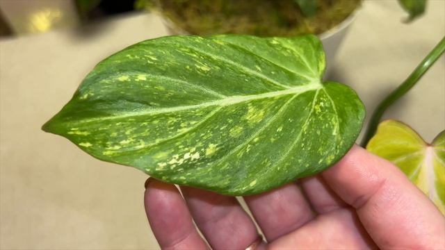 Филодендрон Глориозум : Вариегатные формы в деталях + ?