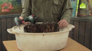Грибы на огороде! Как РЕАЛЬНО вырастить вешенки дома. Два способа