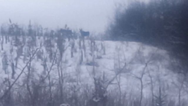 Лосиха и хромой лосенок смотреть онлайн