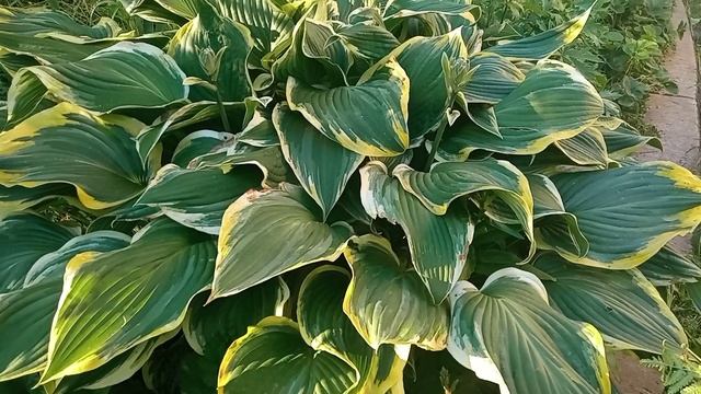 Хоста «Йеллоу Ривер» (Hosta Yellow River) смотреть онлайн