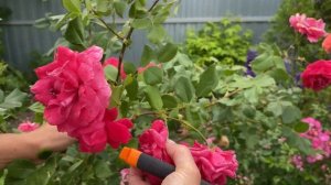 Обрезка канадских роз на пышное цветение в августе и н