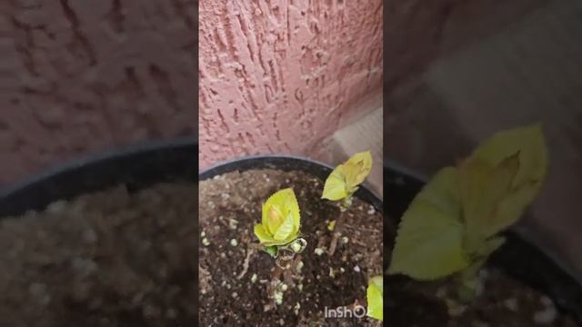 28 марта 2025 г.Открытия Сезона 2025г #гортензий #garden #сорт смотреть онлайн