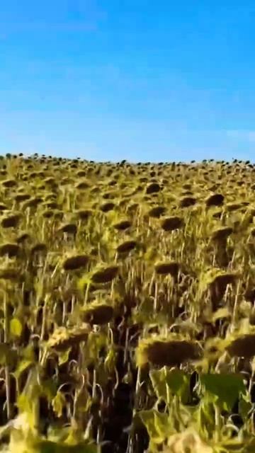 …кто любит подсолнуховые поля? #природа #поле #подсолн смотреть онлайн