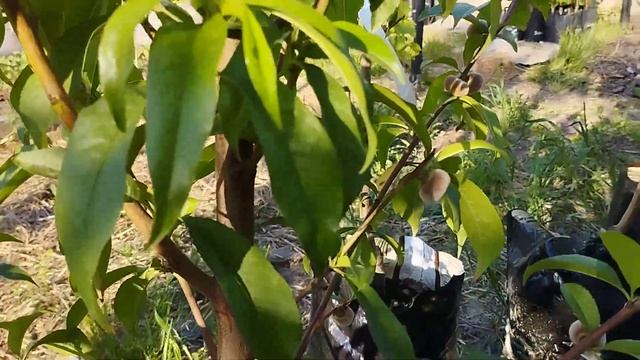 Брянск , персик Сатурн . смотреть онлайн