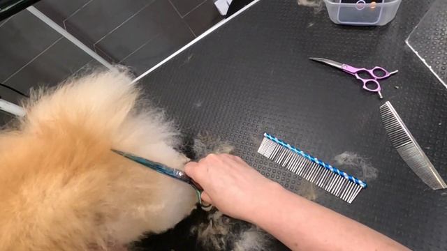 Стрижка засыпающего шпица)