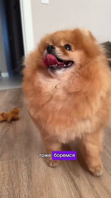 Я к такому была не готова  собаки померанскийщпиц шпиц животныеpomeranian немецкийшпицсобака