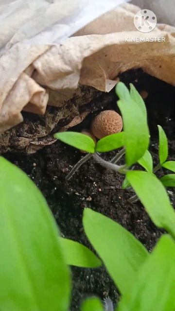 Выросли грибы в рассаде томатов. #огород #рассада #овощ смотреть онлайн