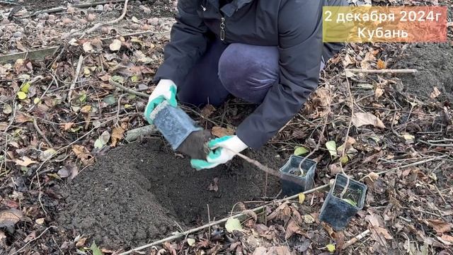 Фисташка на Кубани. Сеянцы Фисташки. Эксперименты 🌱