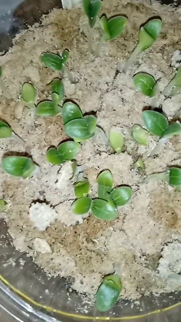 Дней пять прошло Кабачки рассада / смотреть онлайн