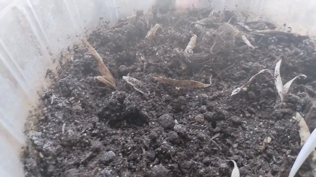 Ель голубая из семян, часть 1-я. Состояние ели ситхинск? смотреть онлайн