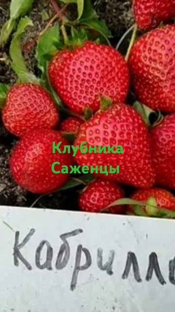 саженцы клубники Оптом смотреть онлайн