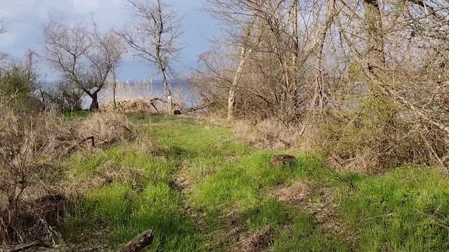 Как вырастить вешенку весной, знает только остров! 05.04. смотреть онлайн