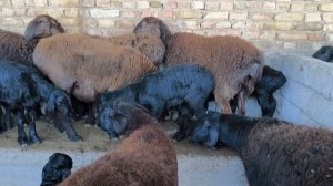 СУРХОНДАРЁ САРИОСИЁ ПАЙШАНБА БОЗОРИ КУ́Й НАРХЛАРИ