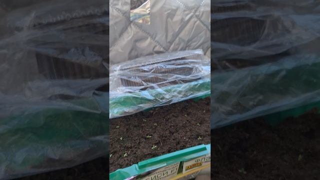 Эустомы, посев и всходы 🌷🌱 от 22 января 2025 смотреть онлайн