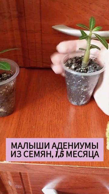 Адениум из семян #комнатныерастения #plants #цветы #адени? смотреть онлайн