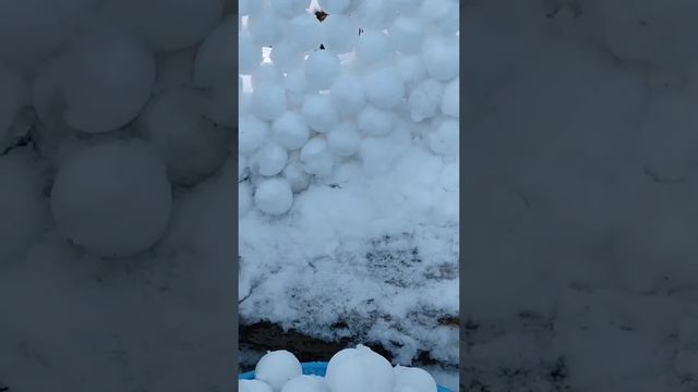 Снежки снежколепом. Стена из снежков. Снежная стена. Снежки. Снежколеп. Круто зимой. Зима. Снег.