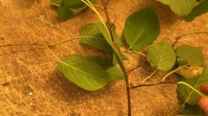 Размножение актинидии черенкованием. 28.07.24