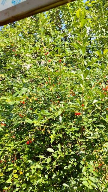 Сад огород Сибирь смотреть онлайн