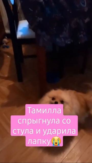 тамилла ударила лапку😭 #мояжизнь #моисобачки #померанскийшпиц