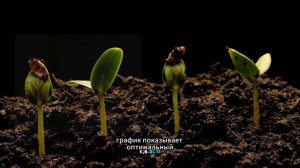 🎥 Люцерна от А до Я: секреты успешного урожая! 🌾