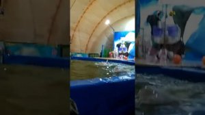 Дельфинарии Тюмени