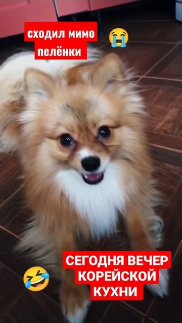 🔥ВЕЧЕР КОРЕЙСКОЙ КУХНИ🔥 ПЕС УСЛЫШАЛ ВЕЧЕРНЕЕ МЕНЮ 🔥 смотреть онлайн