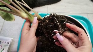 Пересадка растений. Пересадка Алоказии Бисма платину?