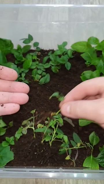 укоренение плетистой розы #fdob59