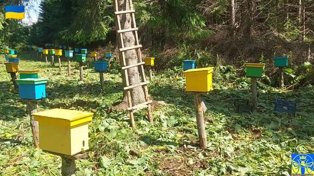 Їдемо в гори Карпати на наш високогірний лінійний облітник 