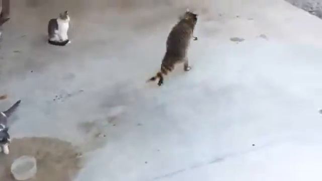 Смешное видео,Хитрожопий енот ворует еду,смешной енот,прикол,ржака,угар,капец смотреть онлайн