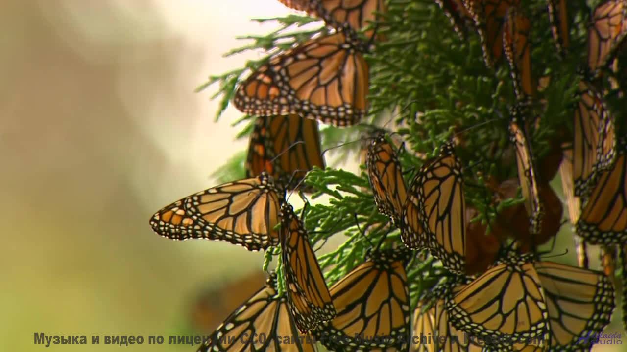 Мелодия превращает кадры в личный портал в мечты - Risers -- Chad Crouch -- Arps II