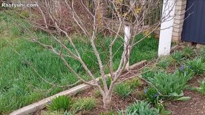 Обрезка и формирование гибискуса сирийского (древови?