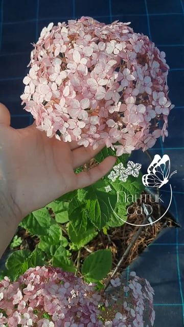 После дождя... #гортензиявсаду #гортензия #гелиотроп #п? смотреть онлайн