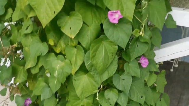 Дача в Германии! Глаз не оторвать от этой красоты! 👍 смотреть онлайн