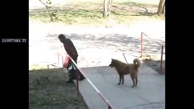 10 минут отборных приколов для взрослых мужиков COUB приколы за неделю 2017 смотреть онлайн