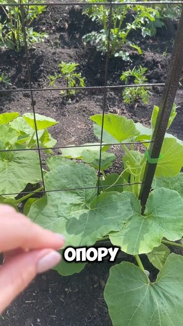 Мой декоративный огород мечты. #огород #огородничеств? смотреть онлайн