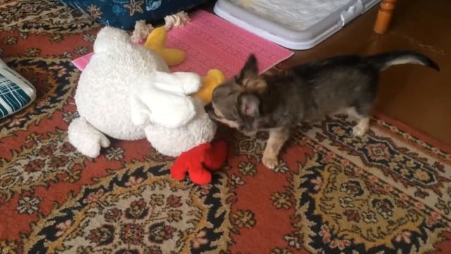 СЕМЁН 🐶 ДВА ГОДА НАЗАД! ЧИХУАХУА. смотреть онлайн