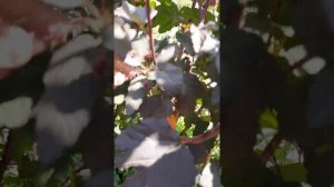 Пузыреплодник Диабло на штамбе