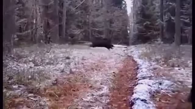 Охота на кабана. Прикол 1 смотреть онлайн