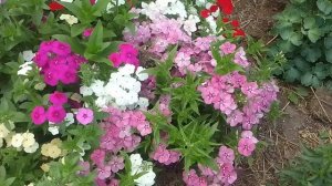 флокс друммонда на клумбе