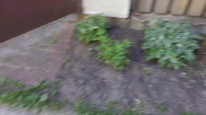 ЧЕРЕНКУЕМ КОТОВНИК 🌿 новые растения в сад