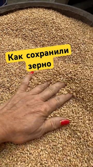 Хранение зерновых пшеницы #зерно#пшеница#хранение#хит
