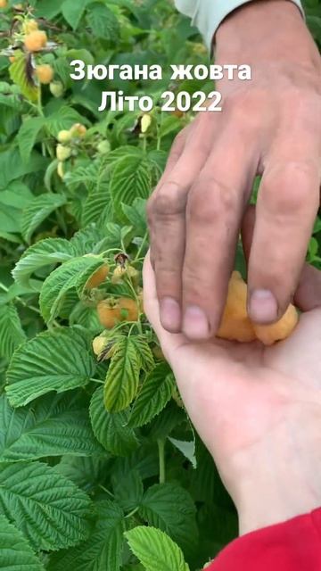 Зюгана жовта літо 2022 #саджанці #україна #город #сад #ма? смотреть онлайн