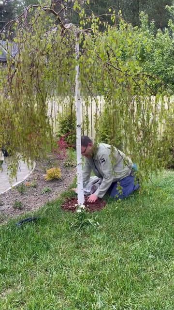 Внёс мульчу под саженцы 🌲🌳 смотреть онлайн