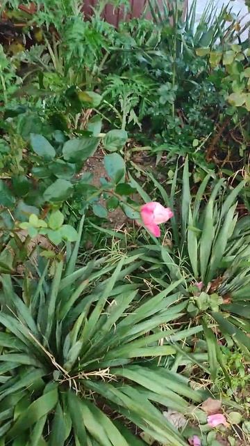 Газоны и аллеи. смотреть онлайн