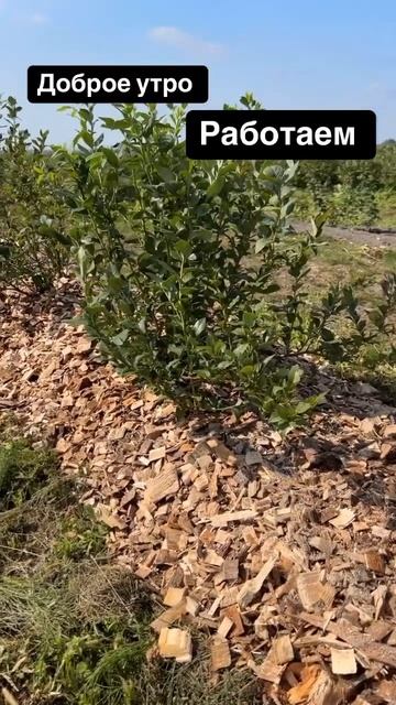 Вот таким слоем подсыпаем щепу под голубику. Выращива? смотреть онлайн