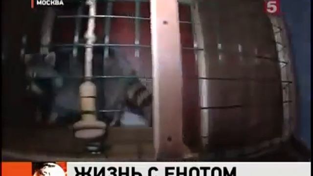 Енот дома смотреть онлайн